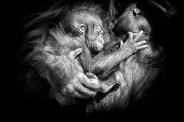 Wall Art featuring the photograph Cradle #1 by Ghostwinds Photography