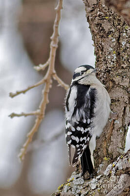 Winter Photograph - Downey Woodpecker In Minnesota #1 by Natural Focal Point Photography