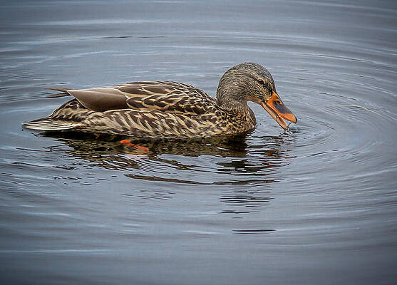 Water Wall Art featuring the photograph Drooling Mallard #2 by Jean Noren