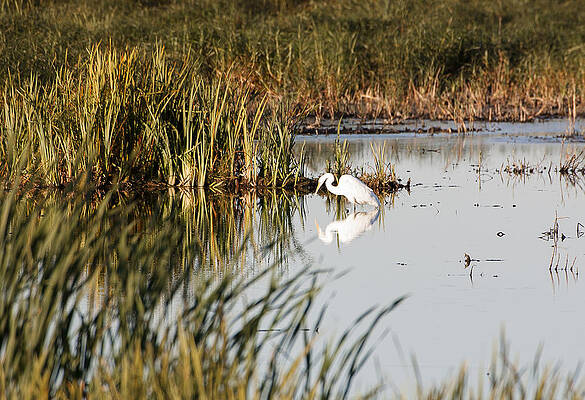 Reflection Photograph - Egret - Horicon Marsh - Wisconsin #1 by Steven Ralser