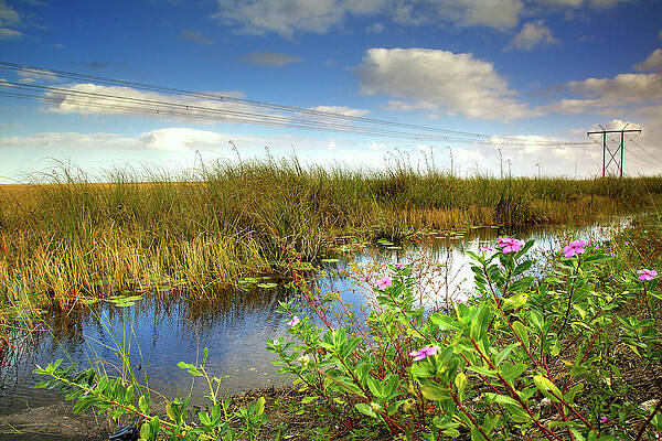 Florida Wall Art featuring the photograph Everglades  #1 by Alberto Audisio