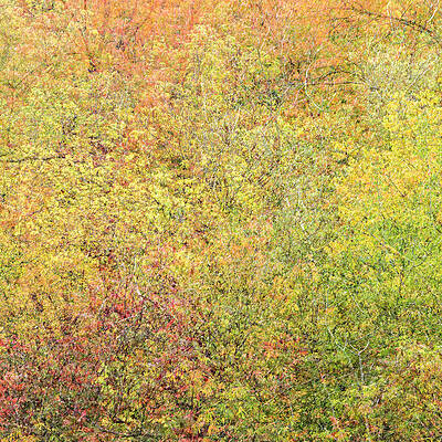 Abstract Wall Art featuring the photograph Fall Colors - Abstract #2 by Shankar Adiseshan