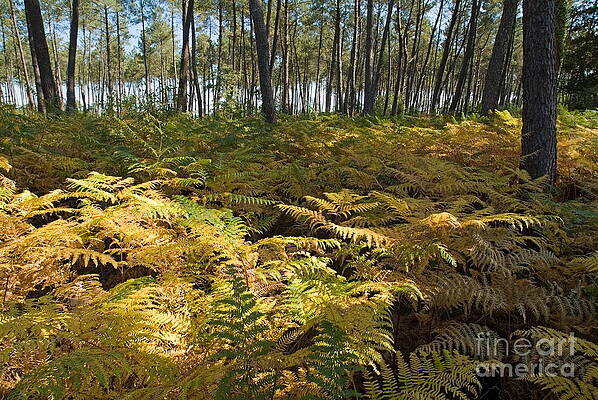Europe Photograph - Ferns And Tree Trunks Covering The Ground Of Landes Forest #1 by Sami Sarkis Photography