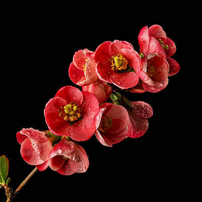 Dew-Kissed Red Flowers Photograph