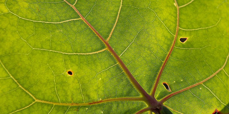 Florida Wall Art featuring the photograph Green #1 by Alberto Audisio