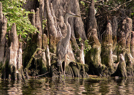 Bird Wall Art featuring the photograph Heron And Cypress Knees #1 by Steven Sparks