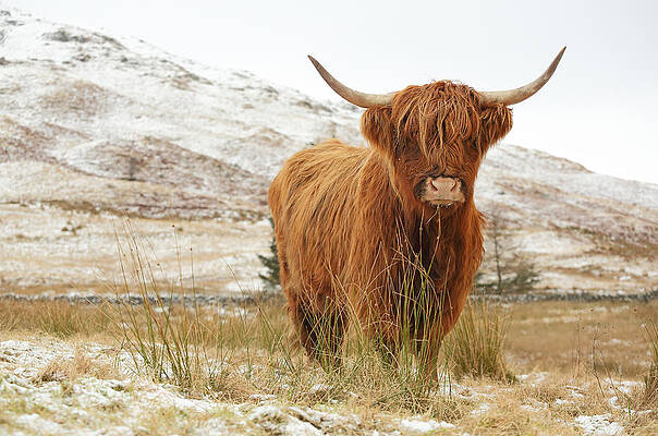Highland Cow by Grant Glendinning