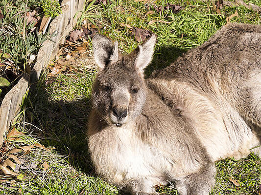 Wildlife Photograph - Kangaroo - Canberra- Australia #1 by Steven Ralser