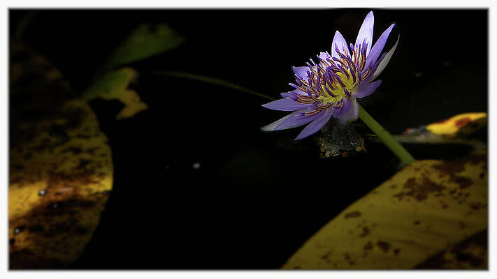 Florida Wall Art featuring the photograph Lily #1 by Alberto Audisio