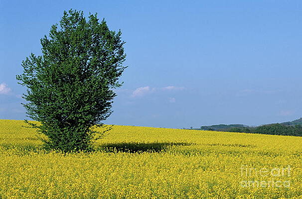 Tree Wall Art featuring the photograph Lonely Tree In The Middle Of Rapeseed Field #1 by Sami Sarkis Photography