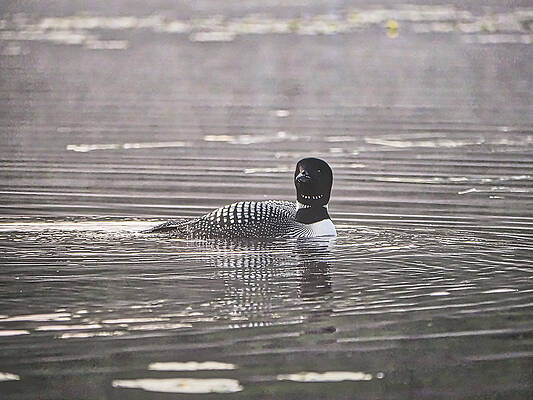 Wildlife Photograph - Loon On Lake Pennesseewassee - Norway - Maine #1 by Steven Ralser