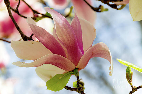 Spring Wall Art featuring the photograph Magnolia #1 by William Norton