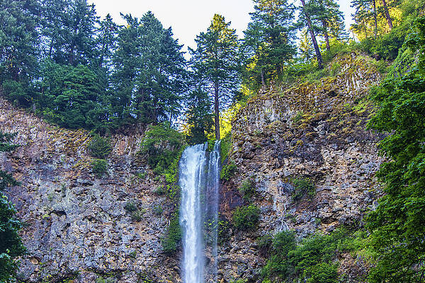 Tree Wall Art featuring the photograph Multnomah Falls Cliff #1 by Jonny D