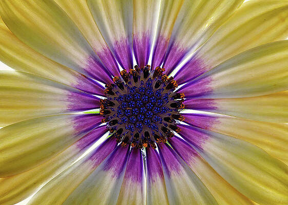 Spring Wall Art featuring the photograph Osteospermum The Cape Daisy #1 by Shirley Mitchell