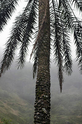 Wall Art featuring the photograph Palm, Koolau Trail, Oahu #1 by Kenneth Campbell
