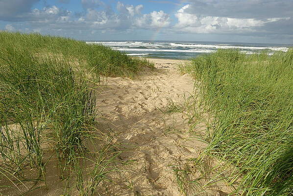 Beach Wall Art featuring the photograph Path On Beach Leading To Ocean #1 by Sami Sarkis Photography
