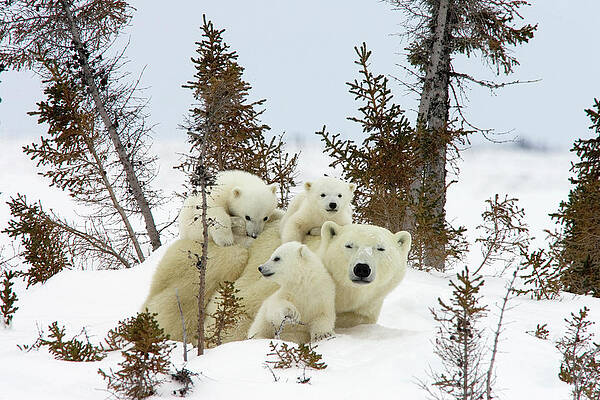 Polar Bear Ursus Maritimus Trio by Matthias Breiter