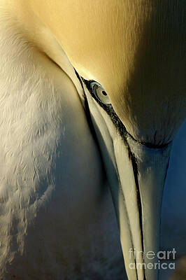 Animal Wall Art featuring the photograph Portrait Of A Northern Gannet #1 by Sami Sarkis Photography