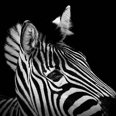 Striking Zebra Portrait Wall Art