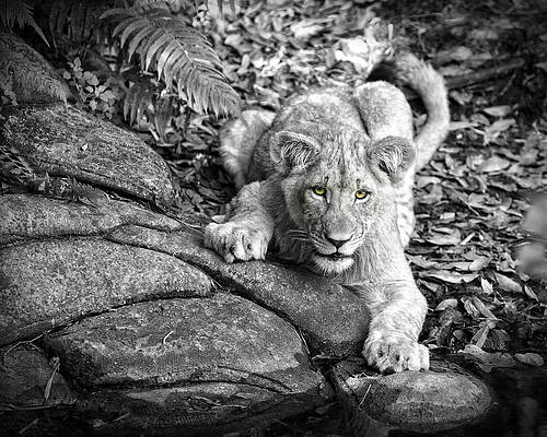 Wall Art featuring the photograph Prowler #1 by Ghostwinds Photography