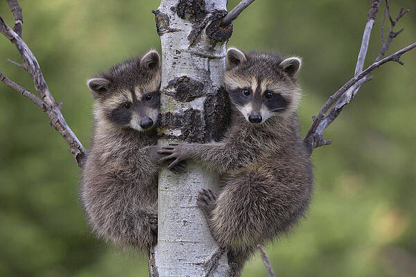 Raccoon Two Babies Climbing Tree  by Tim Fitzharris