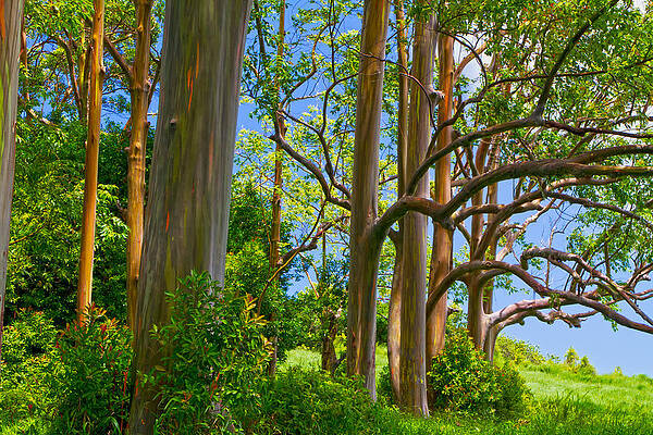 Sea Photograph - Rainbow Eucalyptus Hawaii #1 by Waterdancer