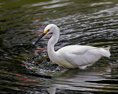 Nature Photograph - Reflections #2 by Jim E Johnson