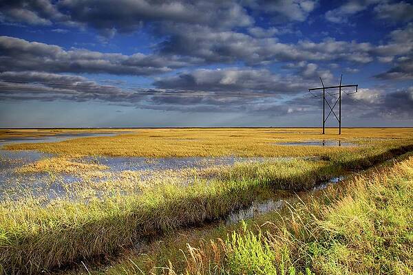 Florida Wall Art featuring the photograph Sawgrass  #1 by Alberto Audisio