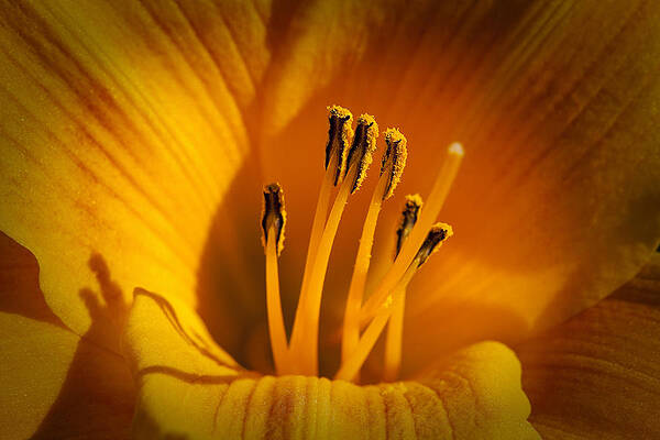 Nature Wall Art featuring the photograph Stamens #1 by Kelley King