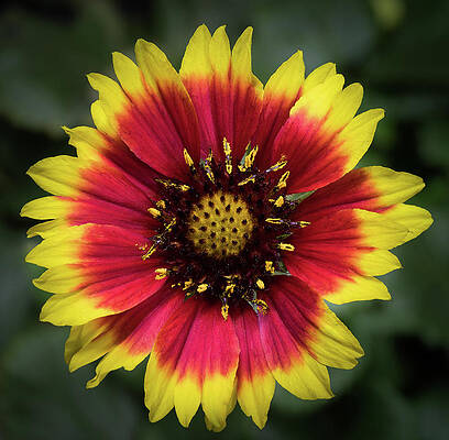 Photograph - Sunflower #2 by Ed Clark