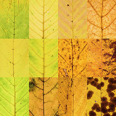 Wall Art featuring the photograph Swatches - Autumn Leaves Inspired By Gerhard Richter #6 by Shankar Adiseshan