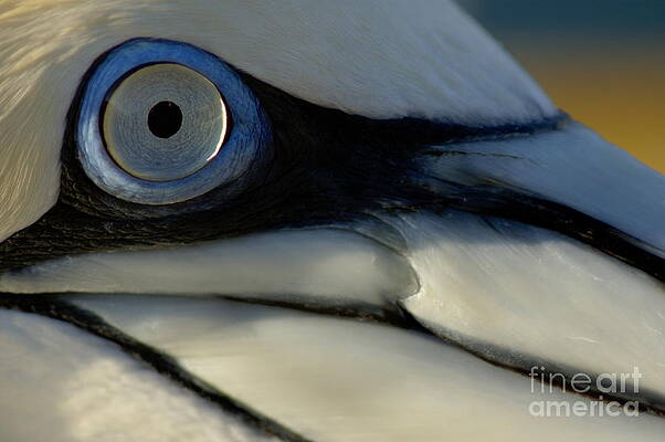 Close-up of a Bird's Eye Photograph