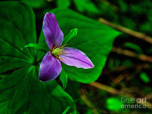 Mountain Photograph - Trillium -Trillium Ovatum- In The Forest #1 by Bruce Block