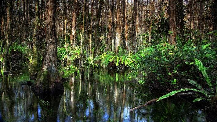 Florida Wall Art featuring the photograph Walking Into The Everglades #1 by Alberto Audisio
