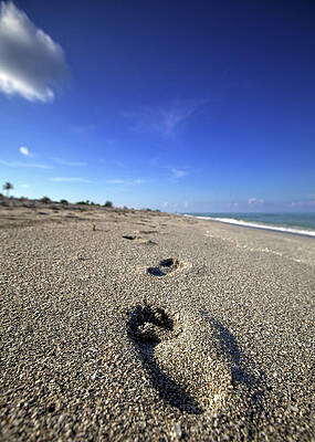 Florida Wall Art featuring the photograph Walking Path  #1 by Alberto Audisio