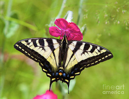Butterfly Photograph - Western Tiger Swallowtail Butterfly #1 by Bruce Block
