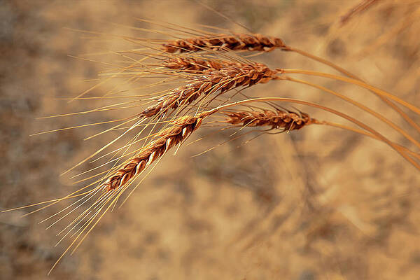 Summer Photograph - Wheat Closeup #1 by Mary Jo Allen