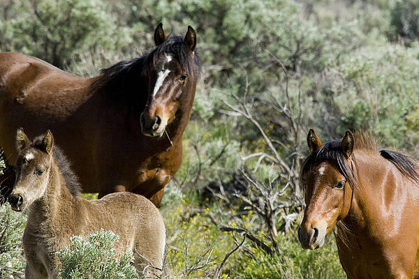 Wild Photograph - Wild Mustang Herd by Waterdancer