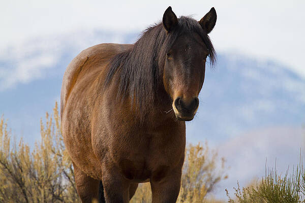 Wild Photograph - Wild Mustang Horse #2 by Waterdancer
