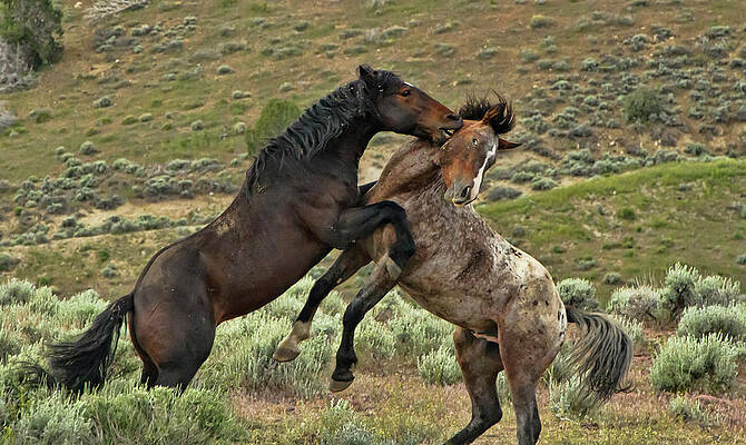 Wild Photograph - Wild Mustang Stallions Fighting #1 by Waterdancer