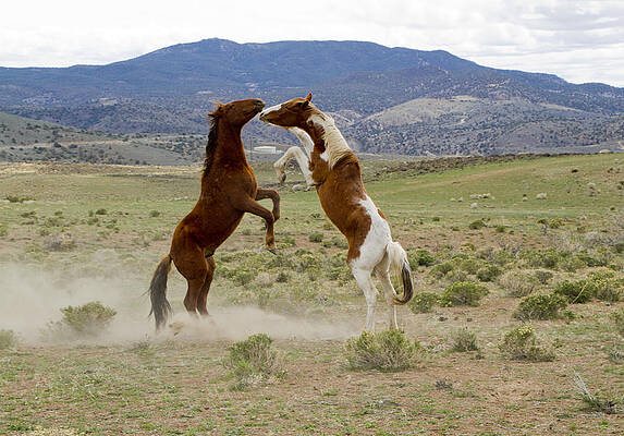 Wild Photograph - Wild Mustang Stallions Sparring by Waterdancer
