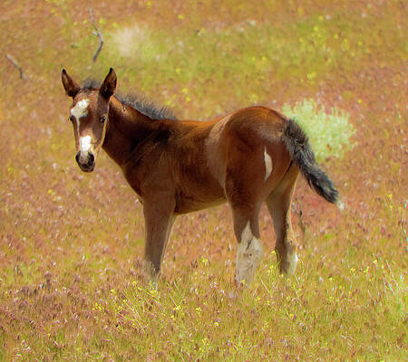 Wild Photograph - Wild Paint Foal In The Springtime #1 by Waterdancer