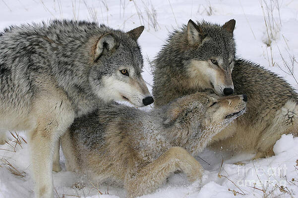 Alpha Wolf Photos for Sale by Science Source Prints