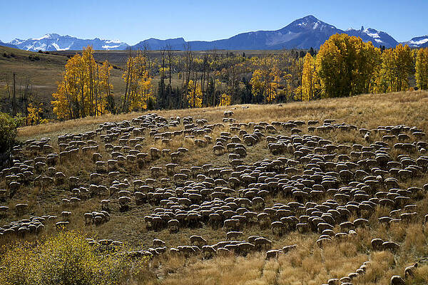 Wall Art featuring the photograph 1000 Sheep Above Telluride Colorado by Mary Lee Dereske