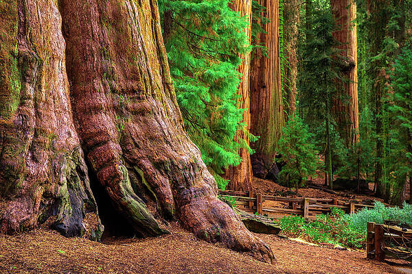 Travel Wall Art featuring the photograph Ancient General Sherman Tree In Sequoia National Park #2 by Miroslav Liska
