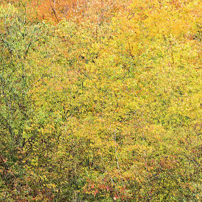 Abstract Wall Art featuring the photograph Fall Colors - Abstract #3 by Shankar Adiseshan