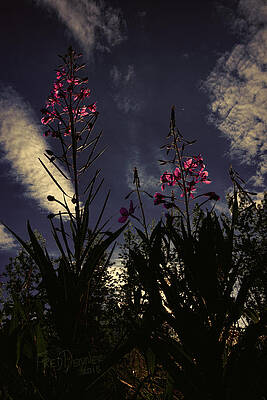 Wall Art featuring the photograph Fireweed #2 by Fred Denner