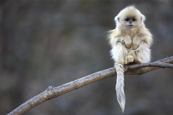 Golden Snub-nosed Monkey  by Cyril Ruoso