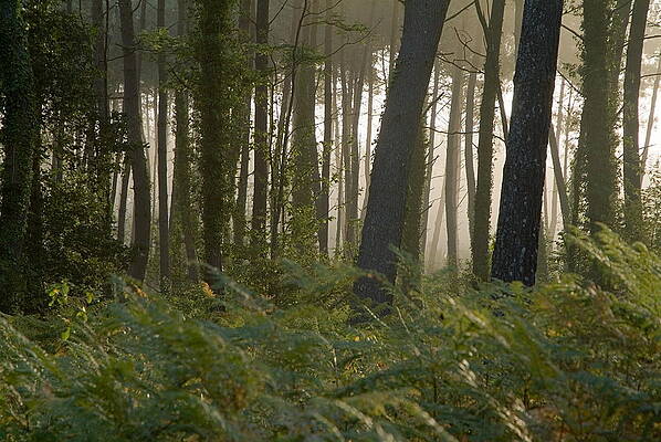Europe Photograph - Morning Fog Surrounds The Trees In  Landes Forest #2 by Sami Sarkis Photography