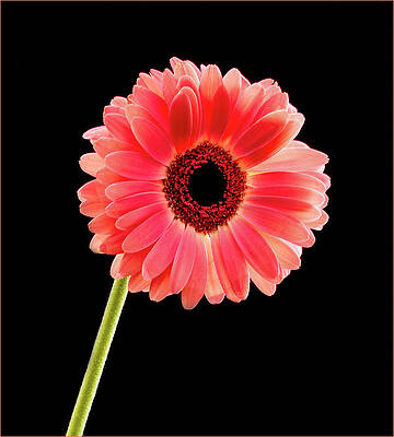 Beautiful Photograph - Pretty In Pink #2 by Jean Noren